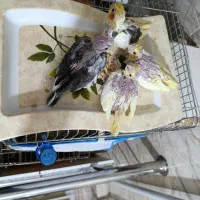 جوجه عروس هلندی|پرنده|کلاله, |دیوار