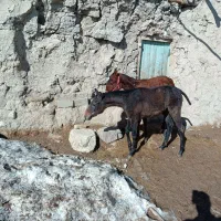 اسب|اسب و تجهیزات اسب‌سواری|چاراویماق, |دیوار