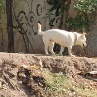 سگه دورگ مخصوص نگهبانی وآپارتمان