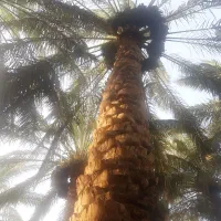 نیاز مند یک نفر جهت اب نمودن باغ