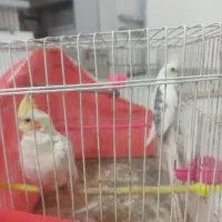 عروس هلندی و مرغ عشق|پرنده|مشهد, حضرت حجت|دیوار