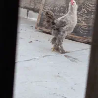 مرغ پاپر یا همون برهما