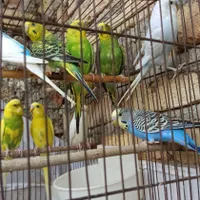 ۶جفت مرغ عشق حرفه ای|پرنده|هشتگرد, |دیوار