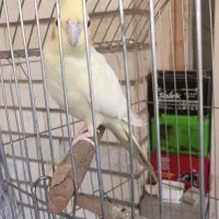 یک جفت عروس هلندی لوتینو چشم شرابی هیکل درشت|پرنده|اهواز, فاز ۲ پادادشهر|دیوار