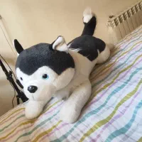 فروش انواع عروسک.|اسباب‌بازی بچه|بابل, |دیوار