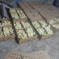 جوجه گوشتی ۳۰۸ و جوجه محلی اردک