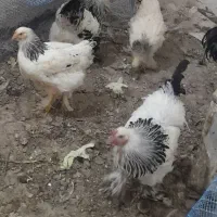 مرغ خروس برهما تازه به تخم افتاده