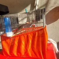 سره قناری بخون|لوازم جانبی حیوانات|پاکدشت, پاکدشت (مامازند)|دیوار