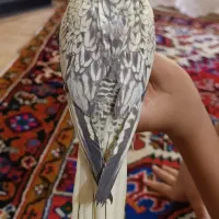 عروس هلندی مینیاتوری نر|پرنده|تبریز, |دیوار