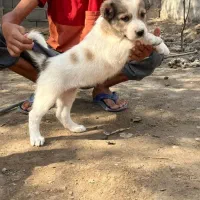 طوله سرابی درجه ۱