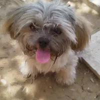 توله سگ خوشگله بامزه
