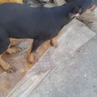 توله دوبرمن اصیل
