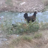 مرغ با جوجه ۱۵۰۰ و مرغ