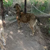 ماده سگ پژدر عراقی ازنسل شین