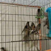 گلبسر زیر قیمت|پرنده|الیگودرز, |دیوار