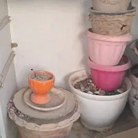 تعدادی گلدان|گل و گیاه طبیعی|تهران, شهرک آسمان|دیوار