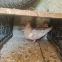 کبوتر سینه ای و طوقی|پرنده|اهواز, فرهنگ شهر|دیوار