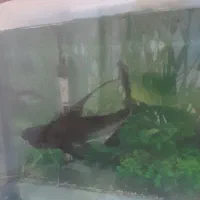 وحشی باله بلند