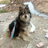 سگ چشم یخی|سگ|کهریزک, |دیوار