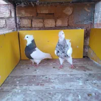 کبوتر طوقی کفتر