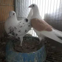 کفتر پشت|پرنده|بیرجند, |دیوار