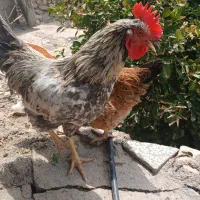 دوعددخروس سرحال