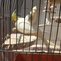 عروس هلندی مولد