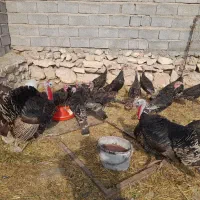 بوقلمون نر|حیوانات مزرعه|خوی, |دیوار