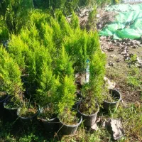 لاوسون یا کاج طلایی گلدان 3و4|گل و گیاه طبیعی|رامسر, |دیوار