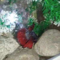 فایتر نر و ماده|ماهی|کرمانشاه, |دیوار