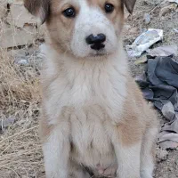 واگذاری سگ نگهبان|سگ|تهران, ارم|دیوار