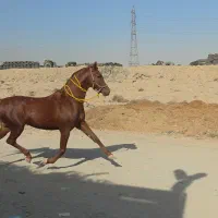 اسب نریان عرب مصری