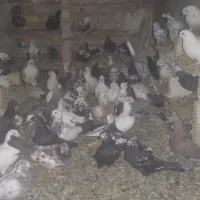 حیوانات مزرعه کبوتر|پرنده|روانسر, |دیوار