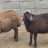 دو عدد بره نر|حیوانات مزرعه|کرمانشاه, |دیوار