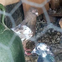 سه تا سینه ای ماده|پرنده|شیراز, مسلم|دیوار