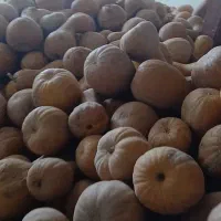 فروش کدوی اسدآبادی  در تناژ بالا