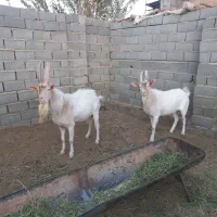 کل ثانن|حیوانات مزرعه|امیرآباد, |دیوار