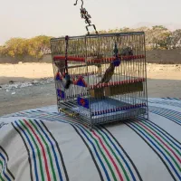 سره قناری دهن خرم آباد ردی|پرنده|پاکدشت, پاکدشت (مامازند)|دیوار