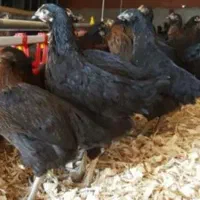 جوجه بومی دم طلا|حیوانات مزرعه|تهران, آرژانتین|دیوار