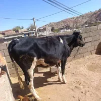 گاو گوساله میش گوسفند قوچ|حیوانات مزرعه|کارزان, |دیوار