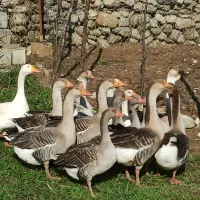 غاز محلی گرید A با بالاترین کیفیت ممکن|حیوانات مزرعه|شاندرمن, |دیوار