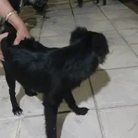 سگ پاکوتاه