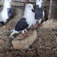 کبورت دورگ|پرنده|کارون, |دیوار