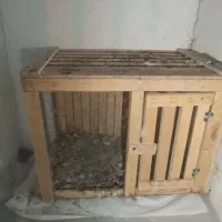 کفتر|پرنده|نظرآباد, مسکن مهر نظرآباد|دیوار
