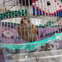 سهره خاکی|پرنده|خورموج, |دیوار