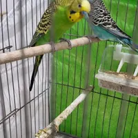 مرغ عشق جفت با جوجه و تخم