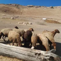 ۱۰عدد میش داشتی