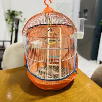 قفس بزرگ عروس هلندی فنچ قناری مرغ عشق