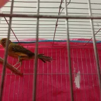 قناری نر وماده|پرنده|ماهان, |دیوار