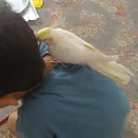 فروش عروس هلندی|پرنده|دهلران, |دیوار